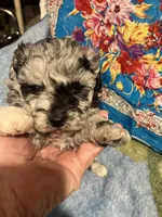 Happy King , a male Poodle - Toy  for sale in Louisville, KY – Photo 2 of 8