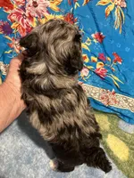 Happy King , a male Poodle - Toy  for sale in Louisville, KY – Photo 7 of 8