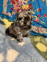 Happy King , a male Poodle - Toy  for sale in Louisville, KY – Photo 8 of 8