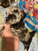 Happy King , a male Poodle - Toy  for sale in Louisville, KY – Photo 3 of 8