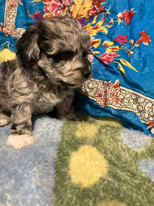 Happy King  – Poodle - Toy  puppy for sale in Louisville, KY