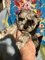 Happy King , a male Poodle - Toy  for sale in Louisville, KY – Photo 6 of 8