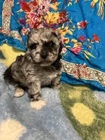 Happy King , a male Poodle - Toy  for sale in Louisville, KY – Photo 5 of 8