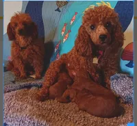 Blazer , a male Poodle - Toy  for sale in Louisville, KY – 3 of 4