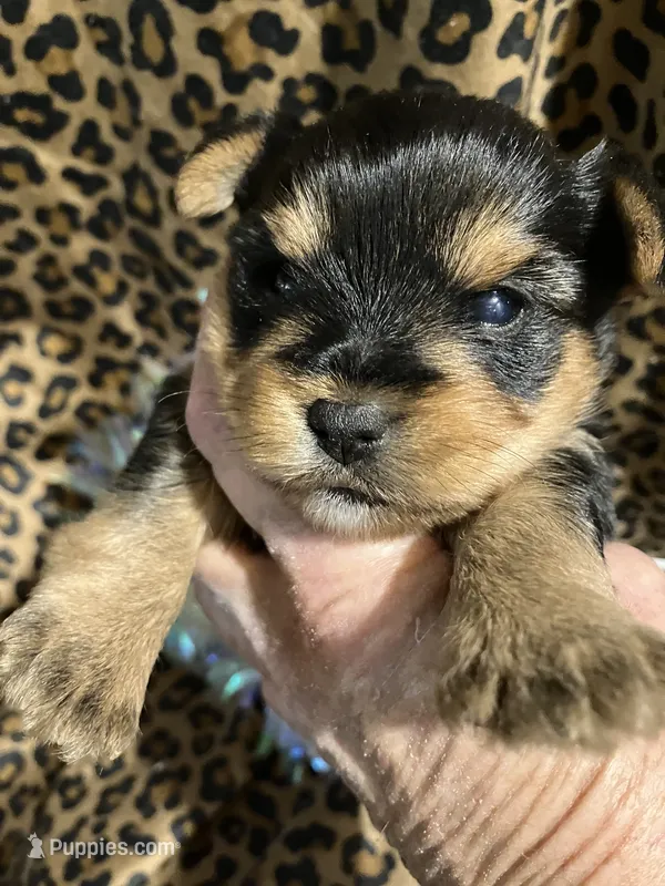 ****Sweetheart **** – Yorkshire Terrier puppy for sale in Louisville, KY