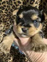 ****Sweetheart ****, a female Yorkshire Terrier for sale in Louisville, KY – 1 of 8