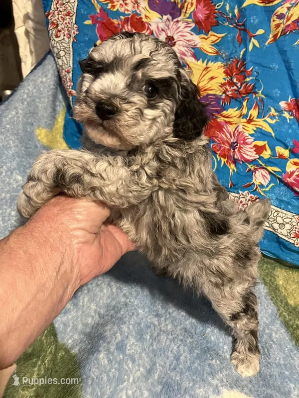 Blue Hercules  – Poodle - Toy  puppy for sale in Louisville, KY