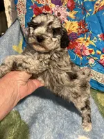 Blue Hercules , a male Poodle - Toy  for sale in Louisville, KY – Photo 6 of 7