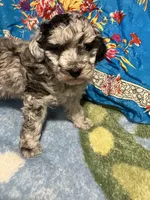 Blue Hercules , a male Poodle - Toy  for sale in Louisville, KY – Photo 3 of 7