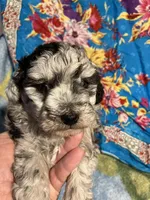 Blue Hercules , a male Poodle - Toy  for sale in Louisville, KY – Photo 7 of 7