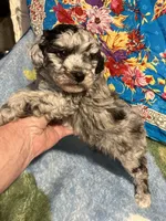 Blue Hercules , a male Poodle - Toy  for sale in Louisville, KY – Photo 5 of 7