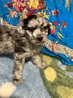 Blue Hercules , a male Poodle - Toy  for sale in Louisville, KY – Photo 4 of 7