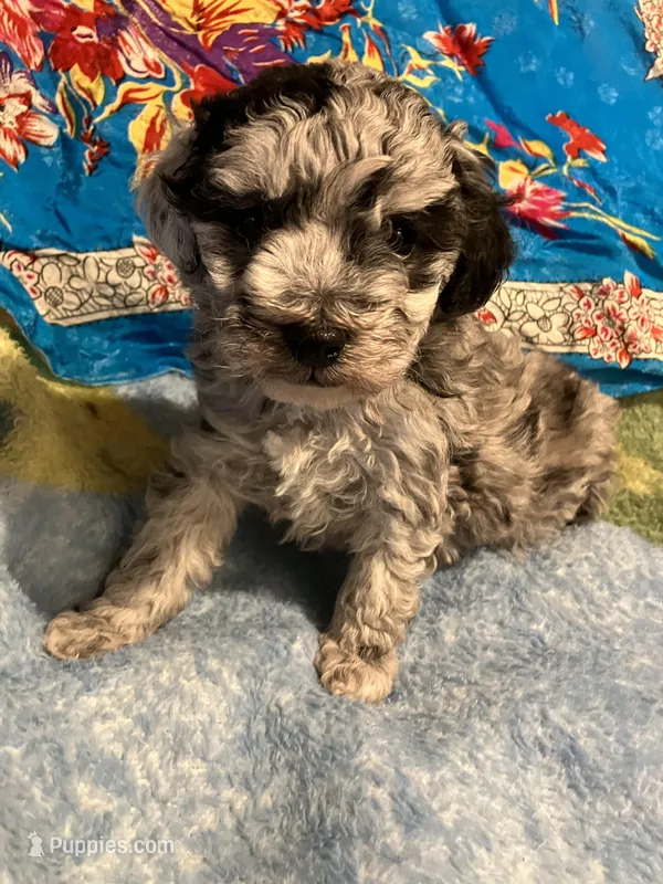 Hercules  – Poodle - Toy  puppy for sale in Louisville, KY
