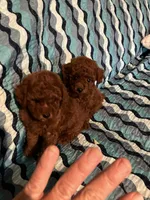 Princess , a female Poodle - Toy  for sale in Louisville, KY – 2 of 3
