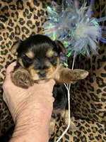 ****Sweetheart ****, a female Yorkshire Terrier for sale in Louisville, KY – 4 of 8