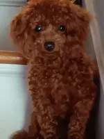 Moss, a male Poodle - Toy  for sale in Louisville, KY – 4 of 4