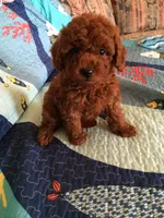 Moss, a male Poodle - Toy  for sale in Louisville, KY – 1 of 4
