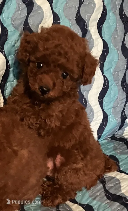 Princess  – Poodle - Toy  puppy for sale in Louisville, KY