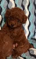 Princess , a female Poodle - Toy  for sale in Louisville, KY – 1 of 3