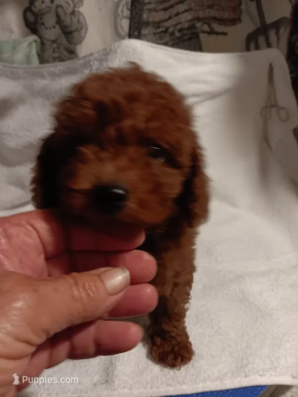 Fraser  – Poodle - Toy  puppy for sale in Louisville, KY