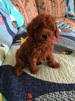 Rocky , a male Poodle - Toy  for sale in Louisville, KY – 4 of 5