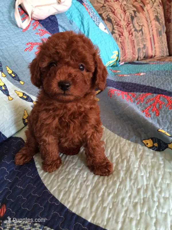 Boss – Poodle - Toy  puppy for sale in Louisville, KY