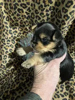 ****Sweetheart ****, a female Yorkshire Terrier for sale in Louisville, KY – 6 of 8