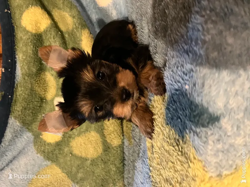 ****Sweetheart **** – Yorkshire Terrier puppy for sale in La Grange, KY