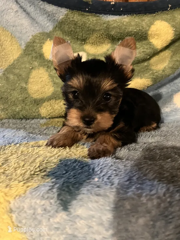 ****Sweetheart **** – Yorkshire Terrier puppy for sale in Louisville, KY