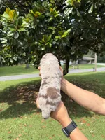 M4, a male Australian Shepherd for sale in Dalton, GA – 3 of 4