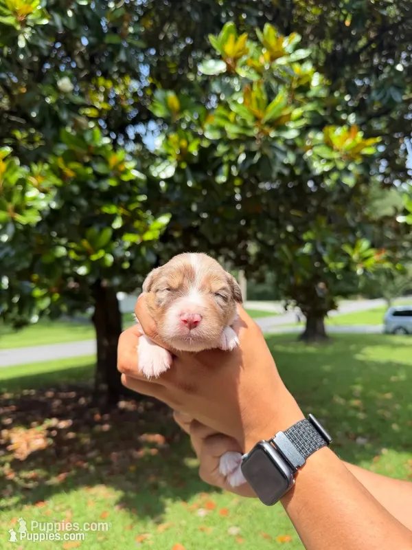 F1 – Australian Shepherd puppy for sale in Dalton, GA