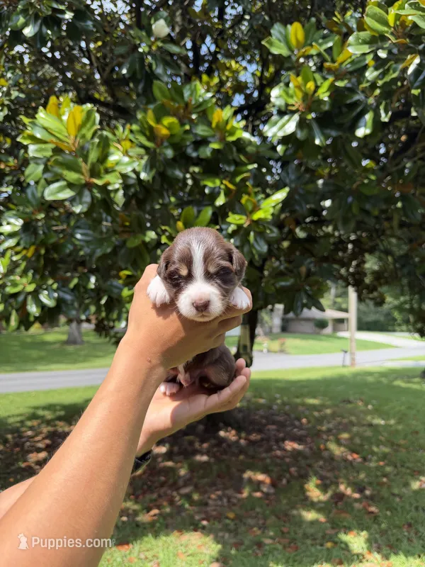 M1 – Australian Shepherd puppy for sale in Dalton, GA