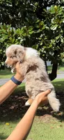 M2, a male Australian Shepherd for sale in Dalton, GA – 3 of 4