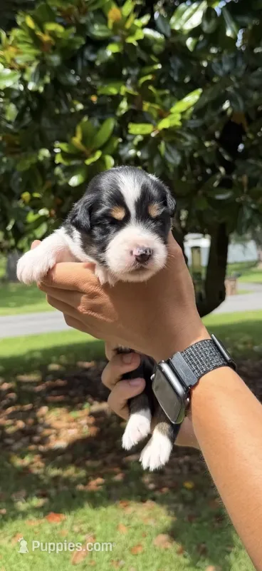 M3 – Australian Shepherd puppy for sale in Dalton, GA