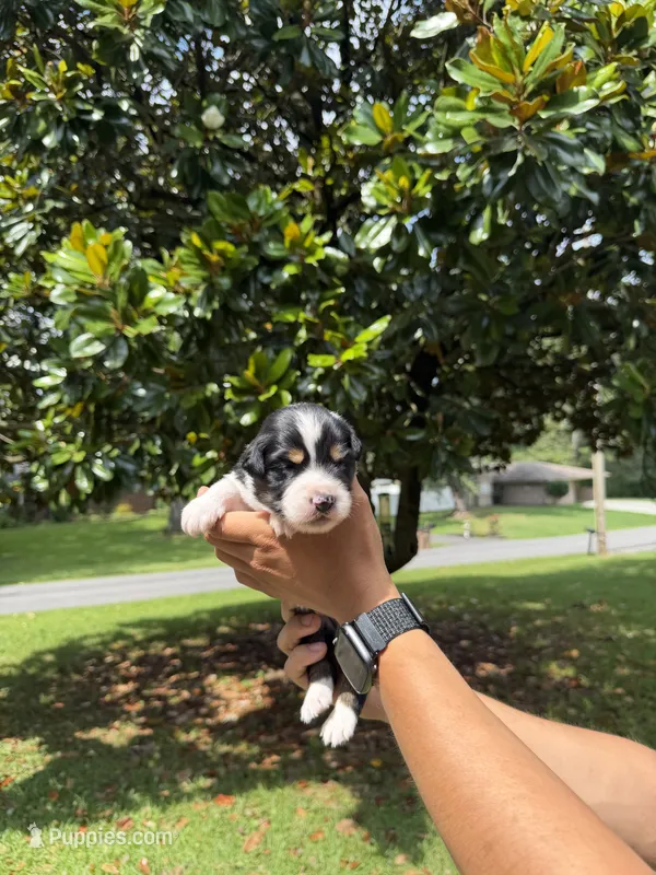 M3 – Australian Shepherd puppy for sale in Dalton, GA