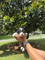 M3, a male Australian Shepherd for sale in Dalton, GA – 1 of 4