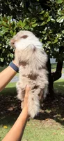 M2, a male Australian Shepherd for sale in Dalton, GA – 2 of 4
