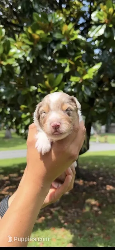 M2 – Australian Shepherd puppy for sale in Dalton, GA