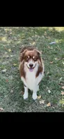 F1, a female Australian Shepherd for sale in Dalton, GA – 5 of 6