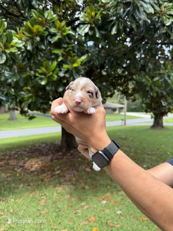 M4 – Australian Shepherd puppy for sale in Dalton, GA