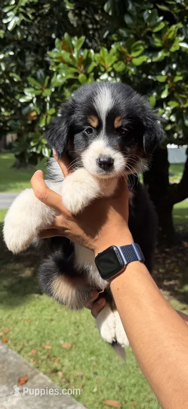 M3 – Australian Shepherd puppy for sale in Dalton, GA