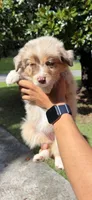 F1, a female Australian Shepherd for sale in Dalton, GA – 2 of 6