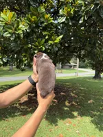 M1, a male Australian Shepherd for sale in Dalton, GA – 3 of 4