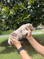 M4, a male Australian Shepherd for sale in Dalton, GA – 2 of 4