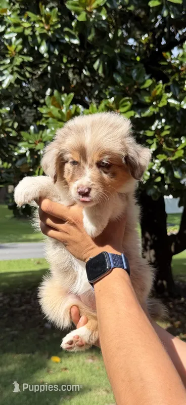 F1 – Australian Shepherd puppy for sale in Dalton, GA