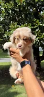 F1, a female Australian Shepherd for sale in Dalton, GA – 1 of 6