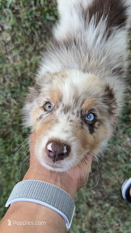 M2 – Australian Shepherd puppy for sale in Dalton, GA
