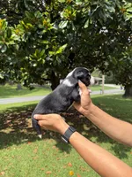 M3, a male Australian Shepherd for sale in Dalton, GA – 3 of 4