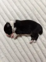 processed/59c02398-198f-4419-aaad-aa6d5285606f/listing/73f95768-5b28-477d-8cf8-50a4c1d3db26/a6918462-f376-438e-9e2b-9cafb98bf24a