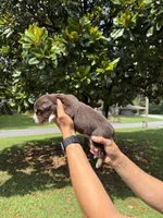 M1, a male Australian Shepherd for sale in Dalton, GA – 4 of 4